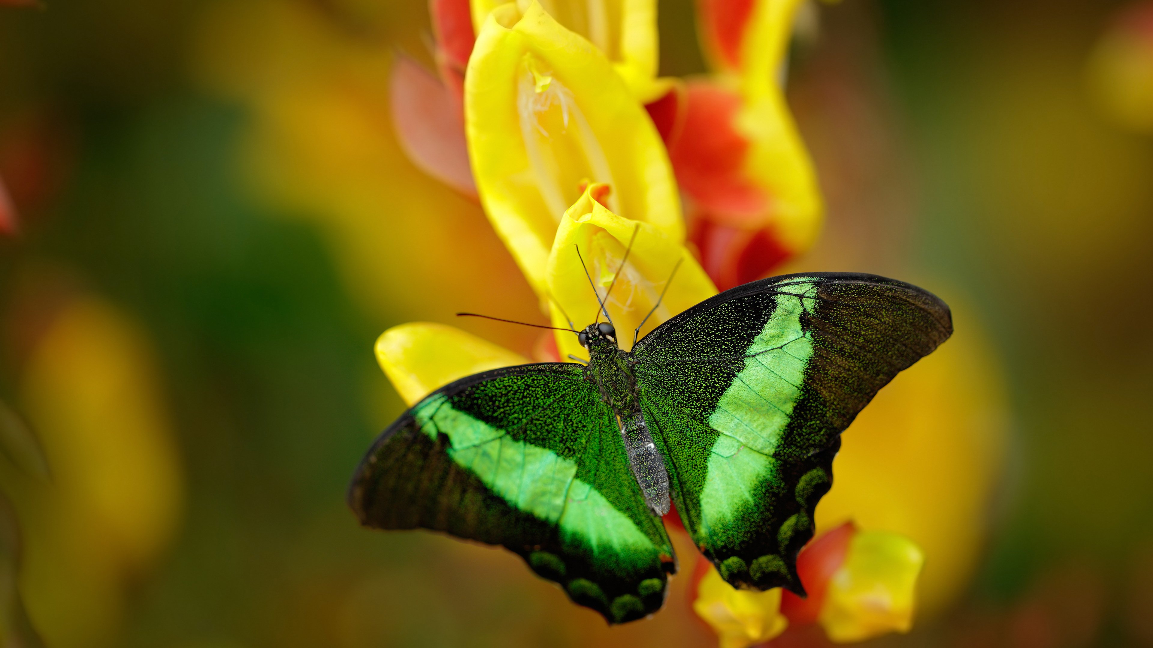 AC米兰-体育医疗培训班开放专业认证考试平台，体育医疗专业就业前景