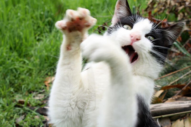 俱乐部青训资金投入不足，足球青训队资金申请