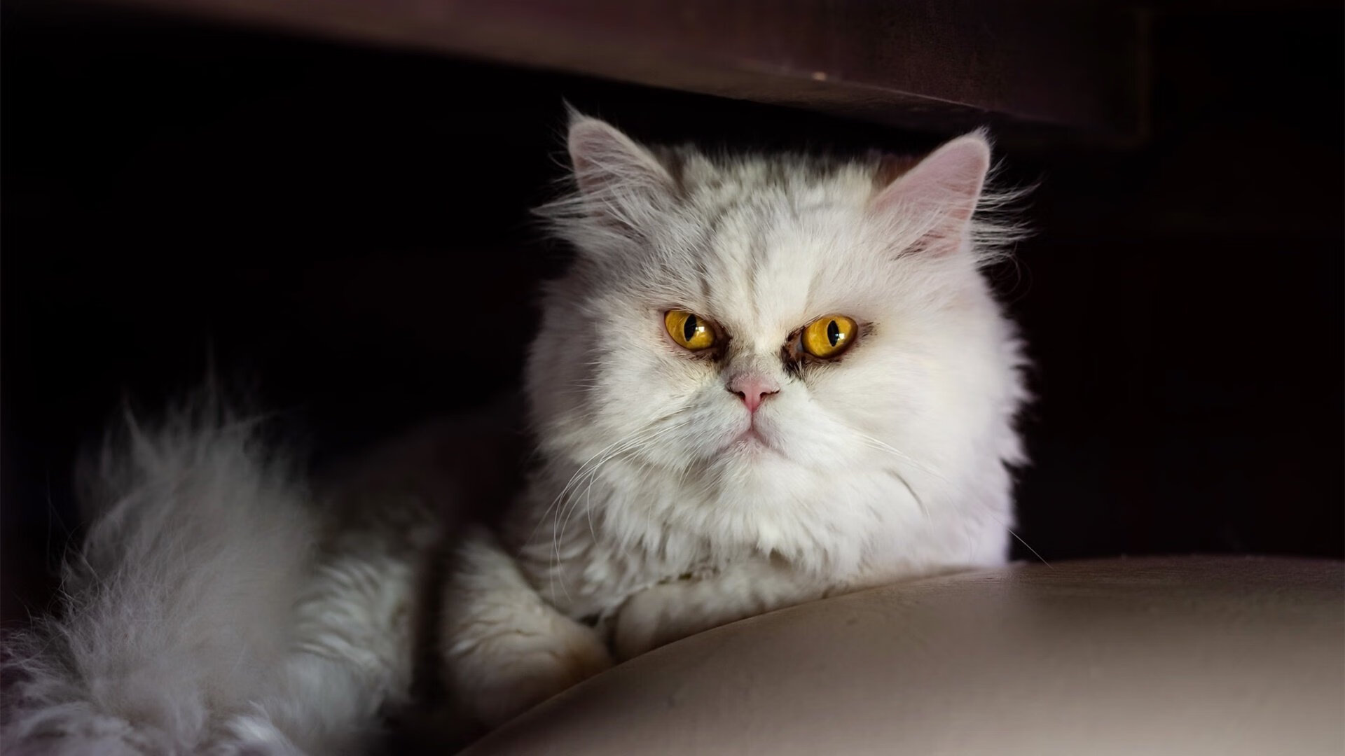 德国女子接力表现稳定不失水准,德国接力赛