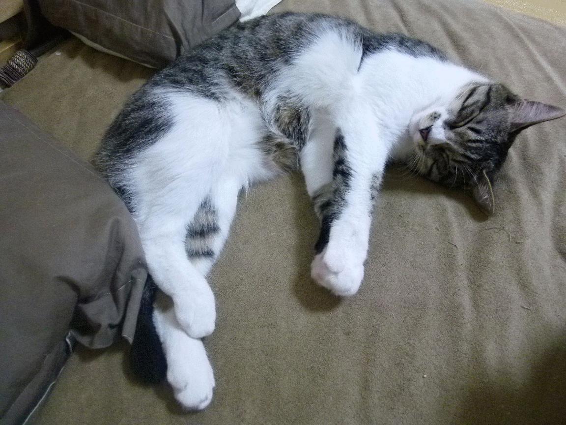 波兰队在国际乒联混合团体世界杯中的表现与赛场调整，波兰 乒乓球