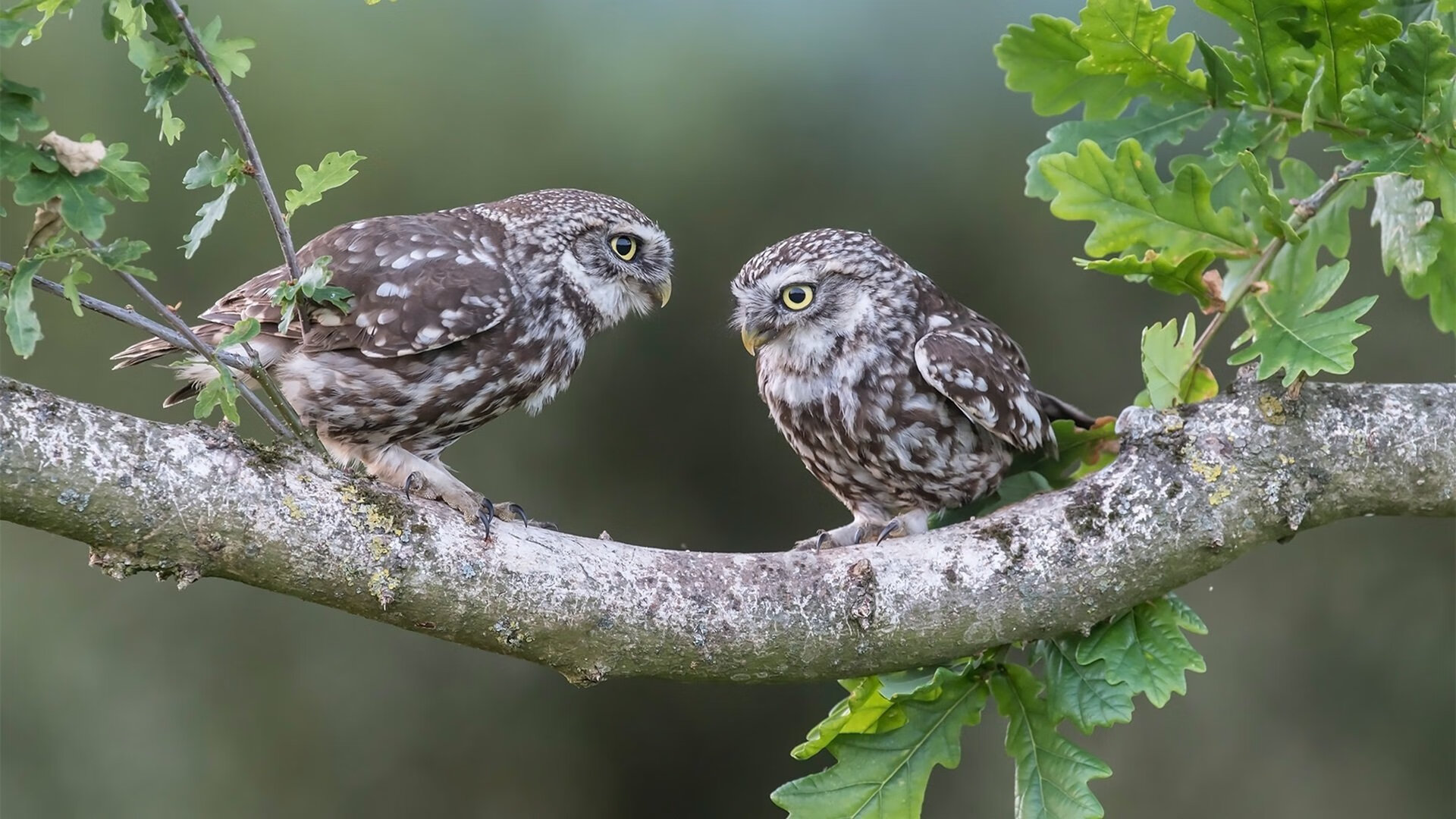 MILANSPORT入口-罗马尼亚队赛制布局：如何在团队赛中保持全员发挥最大潜力，罗马尼亚队大名单