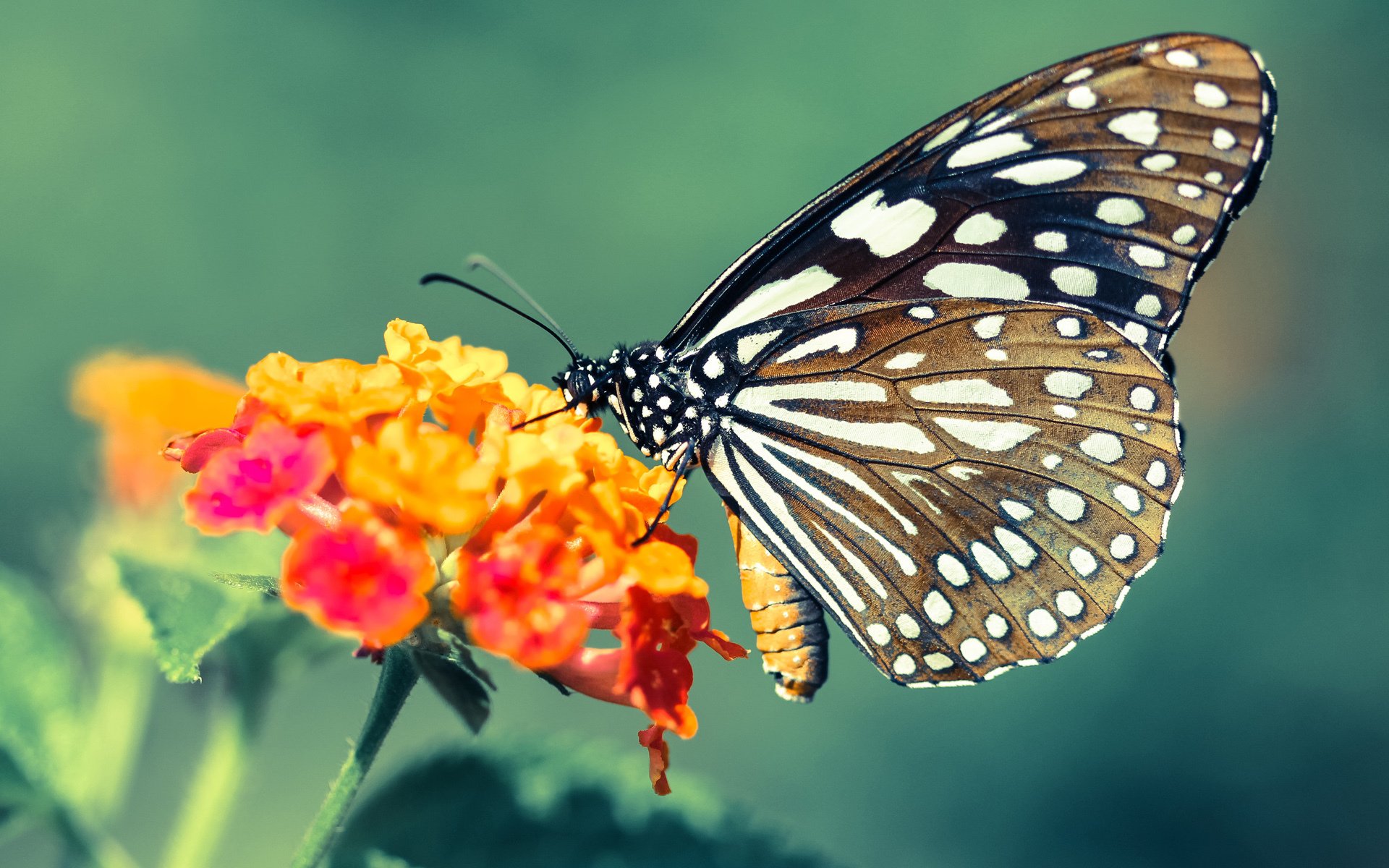 中国女排赛后集体鞠躬感谢球迷支持,中国女排让我心生敬意