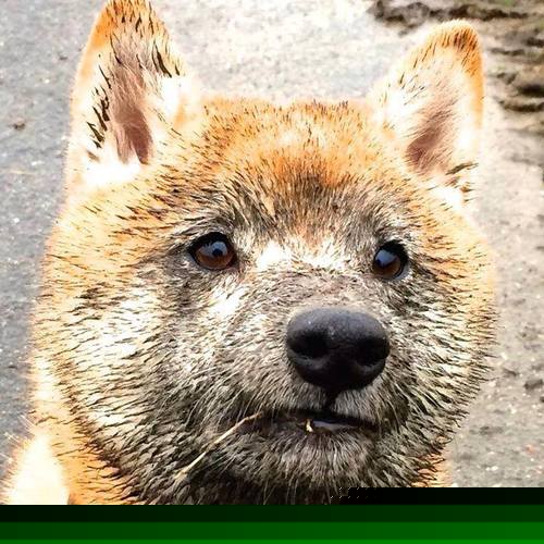 欧洲杯战术大革命:出奇制胜,精彩纷呈!,欧洲杯战术机位